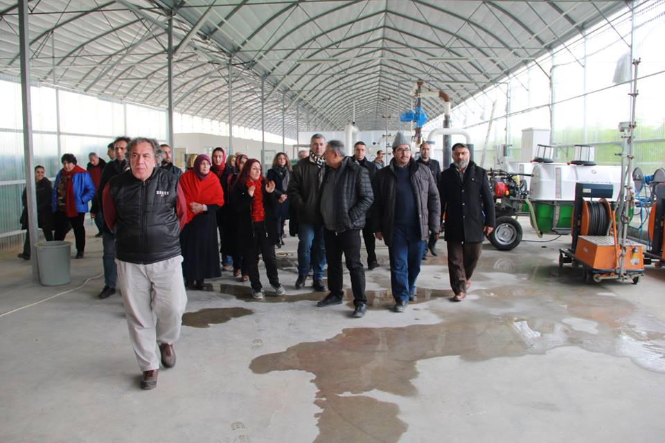 Eskişehir Şerefiye Mahallesinde Termal Suyla Isıtılan Topraksız Tarım